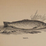 1878 FISHING Complete Angler Hunting Angling Fish Trout Cotton Walton Rivers