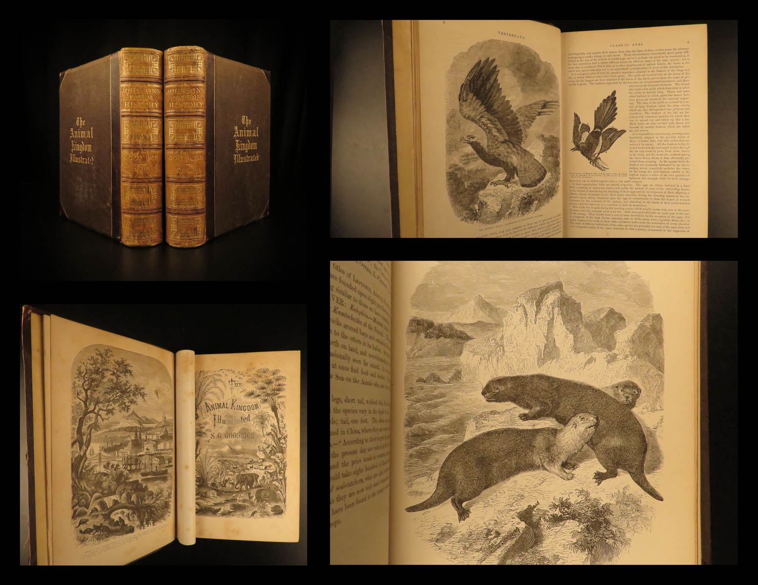 1874 Goodrich & Johnson Natural History ANIMALS Darwin Huxley Illustrated 2v SET | Schilb Antiquarian 1874 Goodrich & Johnson Natural History ANIMALS Darwin Huxley Illustrated 2v SET | Schilb Antiquarian