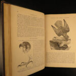 1874 Goodrich & Johnson Natural History ANIMALS Darwin Huxley Illustrated 2v SET