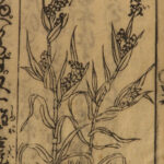 1787 Japanese Botany Illustrated Agriculture Farming Grain Nogyo Zensho Japan
