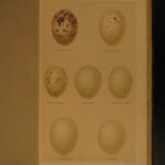 1883 1ed History of British Birds Seebohm Color Illustrated Ornithology Eggs 4v
