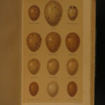 1883 1ed History of British Birds Seebohm Color Illustrated Ornithology Eggs 4v