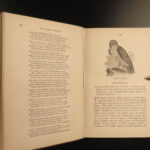 1862 BIRDS of Prey SIGNED Eagles Falconry Hawking Illustrated Feathered Families