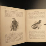 1862 BIRDS of Prey SIGNED Eagles Falconry Hawking Illustrated Feathered Families
