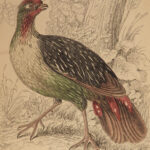 1834 BIRDS Jardine Naturalist Game Ornithology Partridge Quail Grouse Illustrated