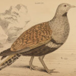 1834 BIRDS Jardine Naturalist Game Ornithology Partridge Quail Grouse Illustrated