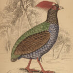 1834 BIRDS Jardine Naturalist Game Ornithology Partridge Quail Grouse Illustrated