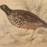 1834 BIRDS Jardine Naturalist Game Ornithology Partridge Quail Grouse Illustrated