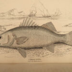 1835 Jardine Naturalist FISH Ichthyology Perch Black Bass Hawkfish FISHING