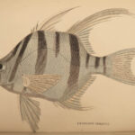 1835 Jardine Naturalist FISH Ichthyology Perch Black Bass Hawkfish FISHING