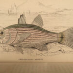 1835 Jardine Naturalist FISH Ichthyology Perch Black Bass Hawkfish FISHING