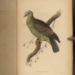 1835 Jardine Naturalist BIRDS Ornithology PIGEONS  Illustrated Gallinaceous