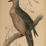 1835 Jardine Naturalist BIRDS Ornithology PIGEONS  Illustrated Gallinaceous