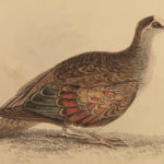 1835 Jardine Naturalist BIRDS Ornithology PIGEONS  Illustrated Gallinaceous