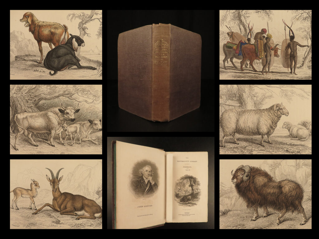 1836 jardine naturalist natural history mammals africa buffalo oxen illustrated | sir william jardine was a 19<sup>th</sup>-century scottish naturalist most known for his extensive series of books on natural history, ‘<em>the naturalist’s library’. </em> <em> </em> this edition of jardine’s ‘<em>mammalia’</em> is beautifully color illustrated with engravings of various species of mammals! The plates from jardine’s works are exceedingly desirable and are found framed and displayed by themselves. This volume showcases african animals such as buffalo, gazelles, and sheep, american bison, goats, oxen, and cows. These hand-colored plates are tremendously beautiful! An excellent piece!