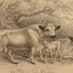 1836 Jardine Naturalist Natural History Mammals Africa Buffalo Oxen Illustrated