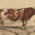 1836 Jardine Naturalist Natural History Mammals Africa Buffalo Oxen Illustrated