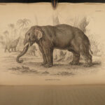 1836 Jardine Naturalist Mammals Africa Elephants Rhinos Warthogs Illustrated