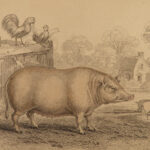 1836 Jardine Naturalist Mammals Africa Elephants Rhinos Warthogs Illustrated