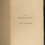 1837 CATS Lions Jaguars Tigers Bobcats Illustrated Jardine Naturalist Mammalia