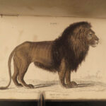 1837 CATS Lions Jaguars Tigers Bobcats Illustrated Jardine Naturalist Mammalia