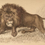 1837 CATS Lions Jaguars Tigers Bobcats Illustrated Jardine Naturalist Mammalia