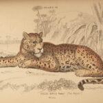 1837 CATS Lions Jaguars Tigers Bobcats Illustrated Jardine Naturalist Mammalia