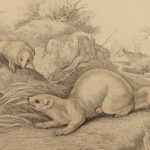 1838 Jardine Naturalist Mammals Deer Bats Seals Walrus Rabbits Moles Illustrated