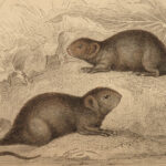 1838 Jardine Naturalist Mammals Deer Bats Seals Walrus Rabbits Moles Illustrated