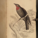 1838 Jardine Naturalist BIRDS Ornithology Flycatchers Fantails Song Birds Tody