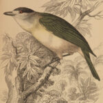 1838 Jardine Naturalist BIRDS Ornithology Flycatchers Fantails Song Birds Tody