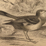 1838 Jardine Naturalist BIRDS Ornithology Flycatchers Fantails Song Birds Tody