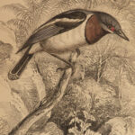 1838 Jardine Naturalist BIRDS Ornithology Flycatchers Fantails Song Birds Tody