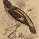 1838 Jardine Naturalist BIRDS Ornithology Flycatchers Fantails Song Birds Tody