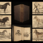 1841 Jardine HORSES Naturalist Mammalia Equestrian Peru Zebra Africa Illustrated