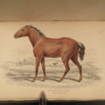 1841 Jardine HORSES Naturalist Mammalia Equestrian Peru Zebra Africa Illustrated