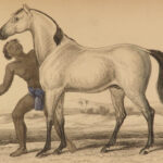 1841 Jardine HORSES Naturalist Mammalia Equestrian Peru Zebra Africa Illustrated