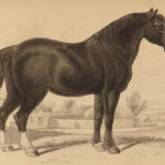 1841 Jardine HORSES Naturalist Mammalia Equestrian Peru Zebra Africa Illustrated