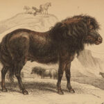 1841 Jardine HORSES Naturalist Mammalia Equestrian Peru Zebra Africa Illustrated