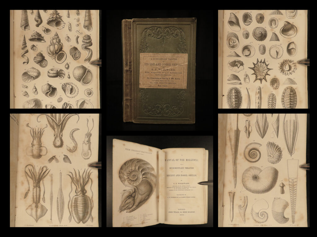1851 mollusca sea shells zoology manual fossils marine squid mollusk illustrated | sam woodward’s “<em>manual of the mollusca</em>” is a rare, mid-19<sup>th</sup>-century treatise on fossils and the history of species of mollusks. Like many similar books of zoology, this book contains numerous full-page engravings of views of crustaceans and sea animals including squids and sea shells.