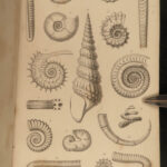 1851 Mollusca Sea Shells Zoology Manual FOSSILS Marine Squid Mollusk Illustrated