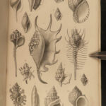 1851 Mollusca Sea Shells Zoology Manual FOSSILS Marine Squid Mollusk Illustrated