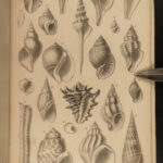 1851 Mollusca Sea Shells Zoology Manual FOSSILS Marine Squid Mollusk Illustrated