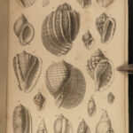 1851 Mollusca Sea Shells Zoology Manual FOSSILS Marine Squid Mollusk Illustrated