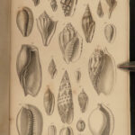 1851 Mollusca Sea Shells Zoology Manual FOSSILS Marine Squid Mollusk Illustrated