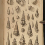 1851 Mollusca Sea Shells Zoology Manual FOSSILS Marine Squid Mollusk Illustrated