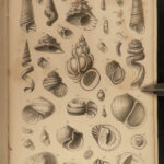 1851 Mollusca Sea Shells Zoology Manual FOSSILS Marine Squid Mollusk Illustrated