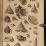 1851 Mollusca Sea Shells Zoology Manual FOSSILS Marine Squid Mollusk Illustrated