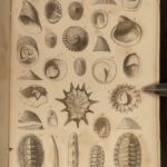 1851 Mollusca Sea Shells Zoology Manual FOSSILS Marine Squid Mollusk Illustrated