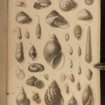 1851 Mollusca Sea Shells Zoology Manual FOSSILS Marine Squid Mollusk Illustrated